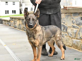 Mixed Breed dogs Oakley - Ad 37