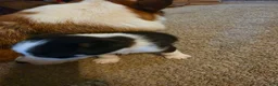 Mixed Breed dogs for sale: Female - Ad 5