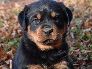 Rottweiler dogs - Ad 14
