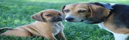 Puggle dogs for sale: Silverado - Ad 6