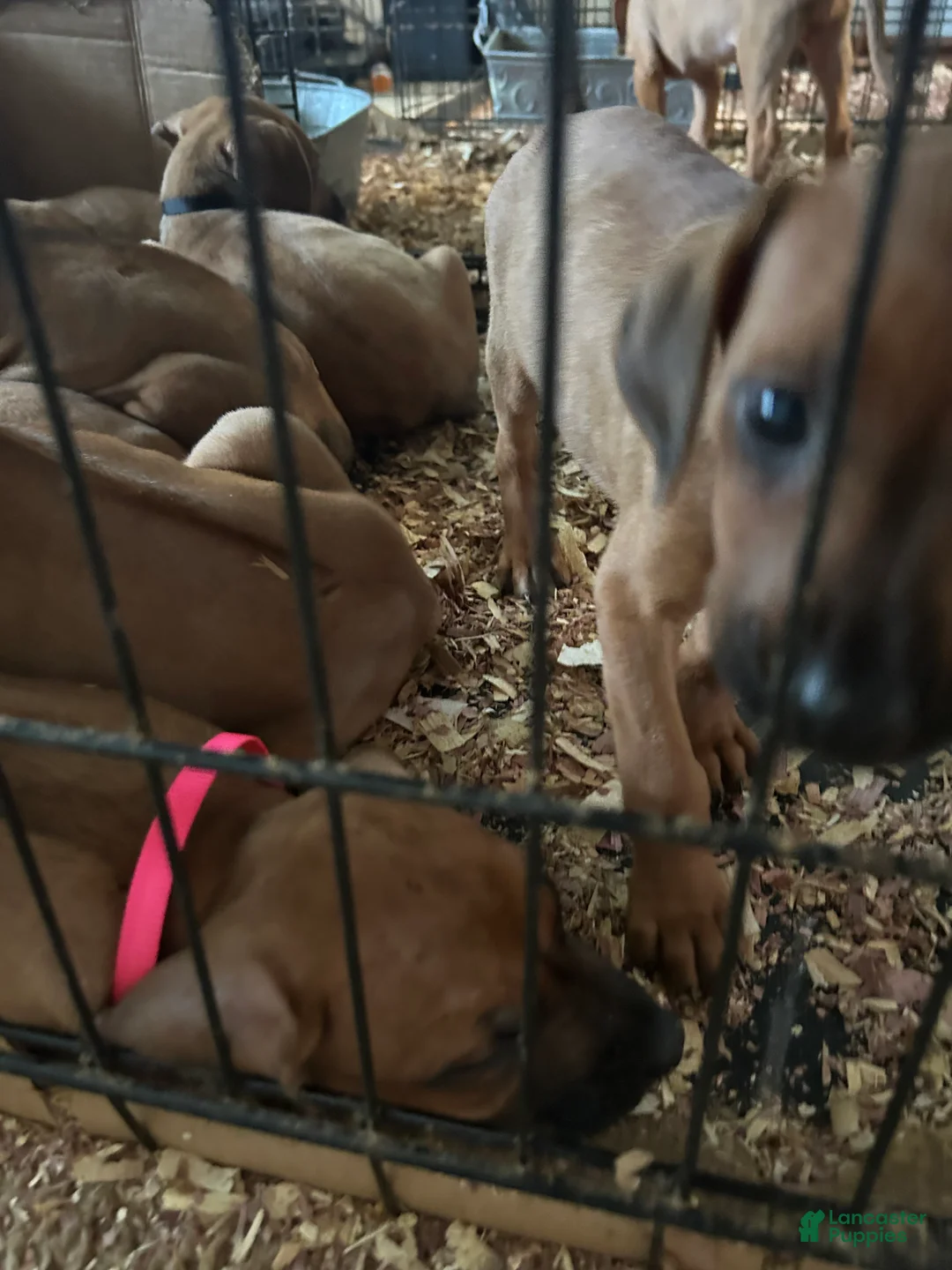 Rhodesian Ridgeback dogs for sale: Rhodesian Ridgeback Puppy 1 sky blue collar - Ad 36