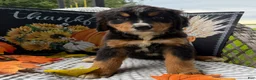 Bernese Mountain Dog dogs for sale: Chucky - Ad 1