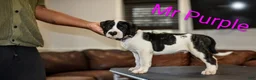 Presa Canario dogs for sale: Mr Purple  - Ad 6
