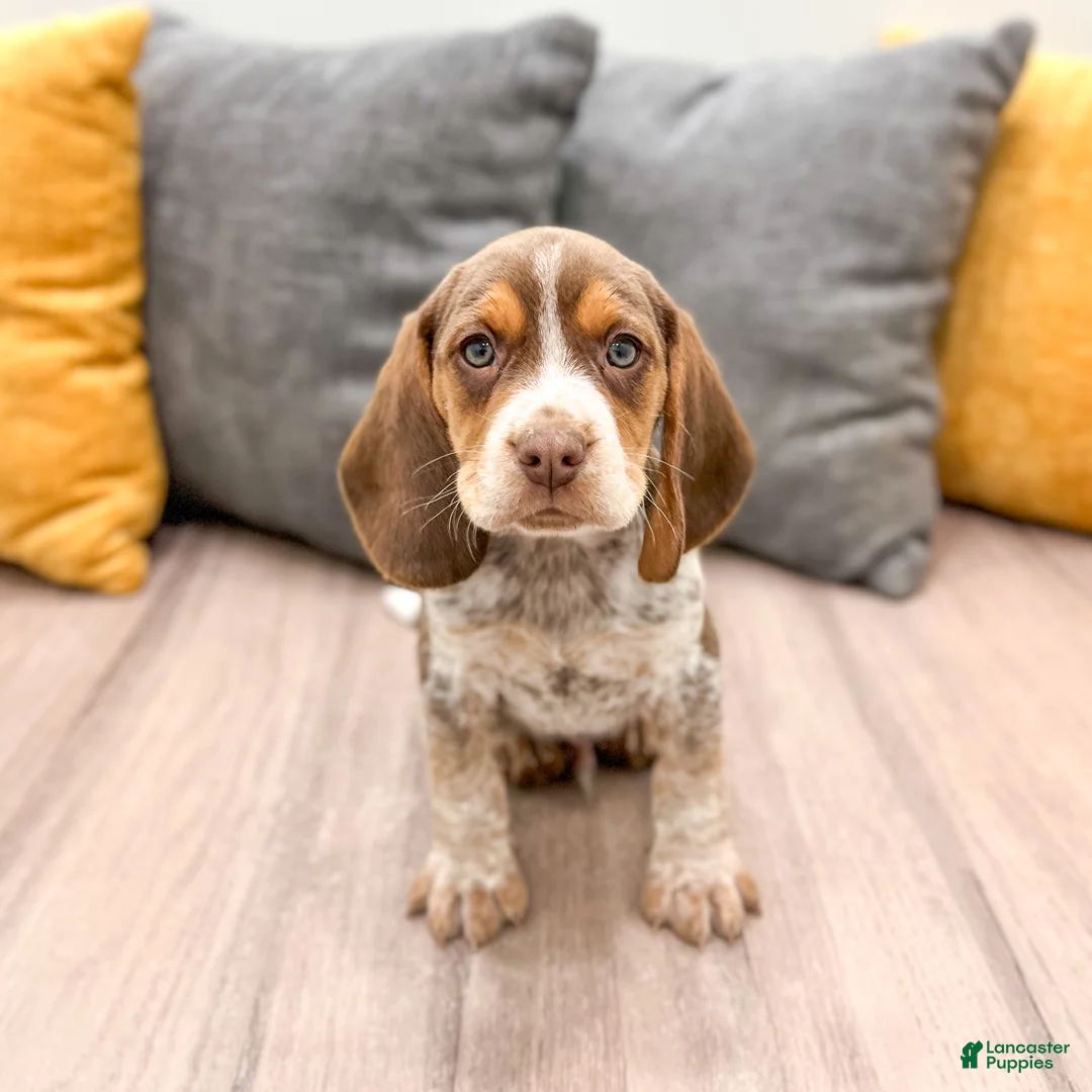 Beagle dogs for sale: Sparky - Ad 1