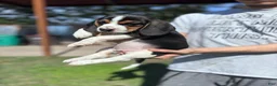 Beagle dogs for sale: Blossom ❤️ - Ad 8