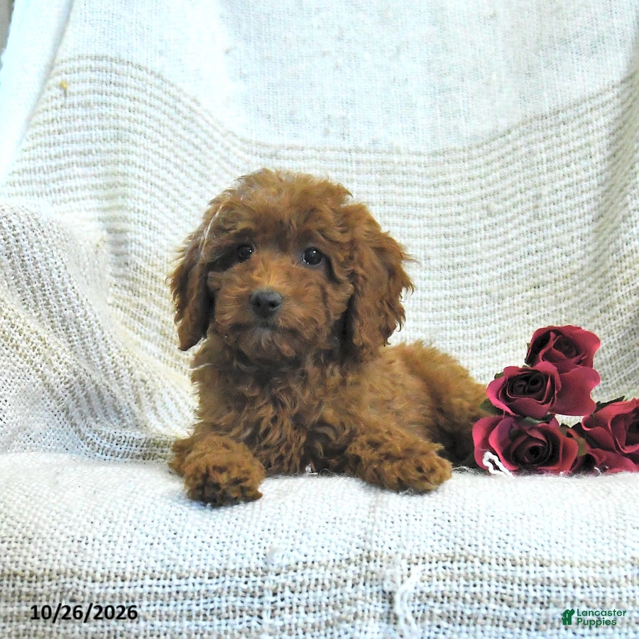 Cockapoo dogs for sale: Myla - Ad 2