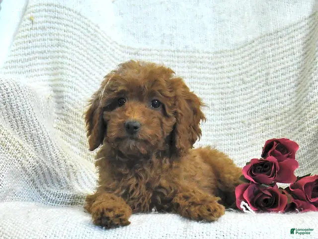 Cockapoo dogs for sale: Myla - Ad 2