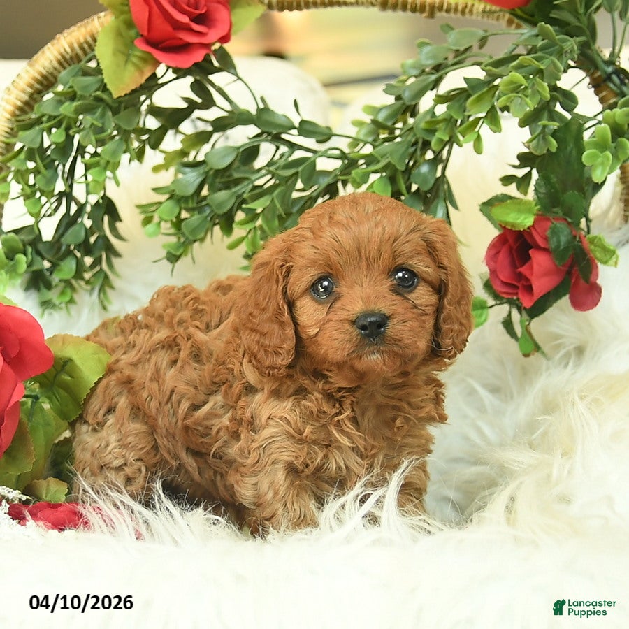 Cavapoo dogs Taffy  - Ad 2