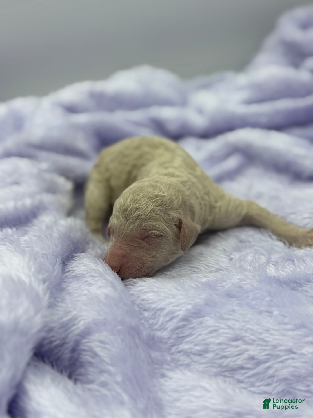 Sheepadoodle dogs for sale: Coconut Crème  - Ad 6