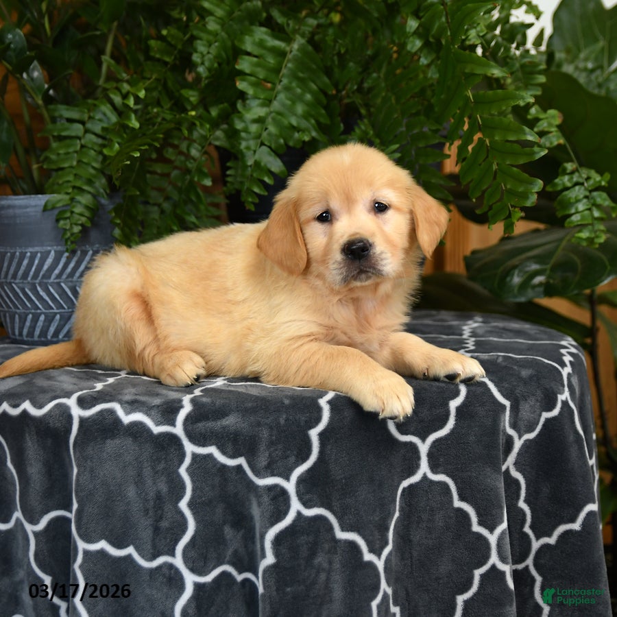 Golden Retriever dogs Hilda - Ad 2