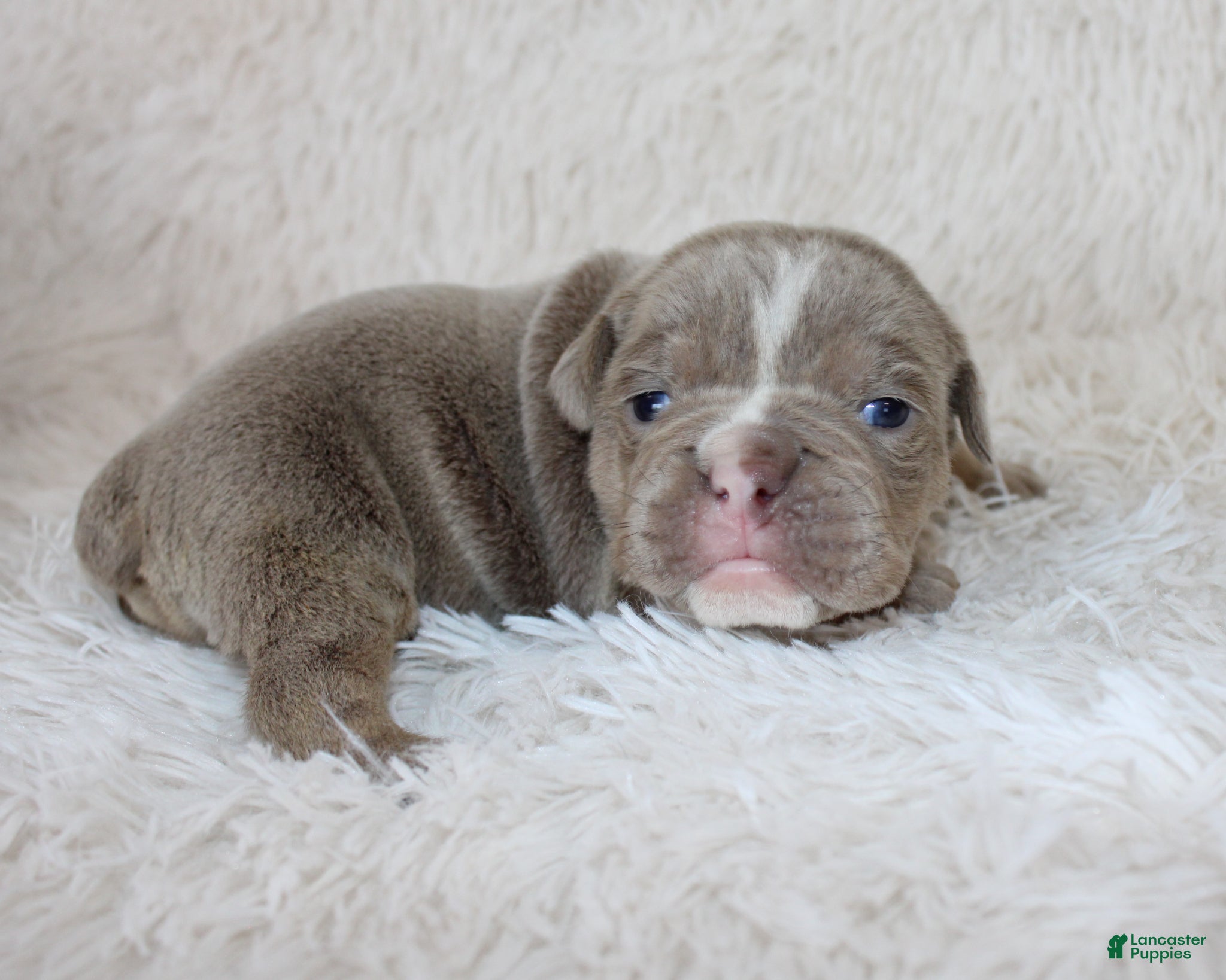 English Bulldog dogs Kane - Ad 2