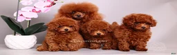 Toy Poodle dogs for sale: HÉLÈNE TINY RED TEACUP TOY POODLE GIRL - Ad 11