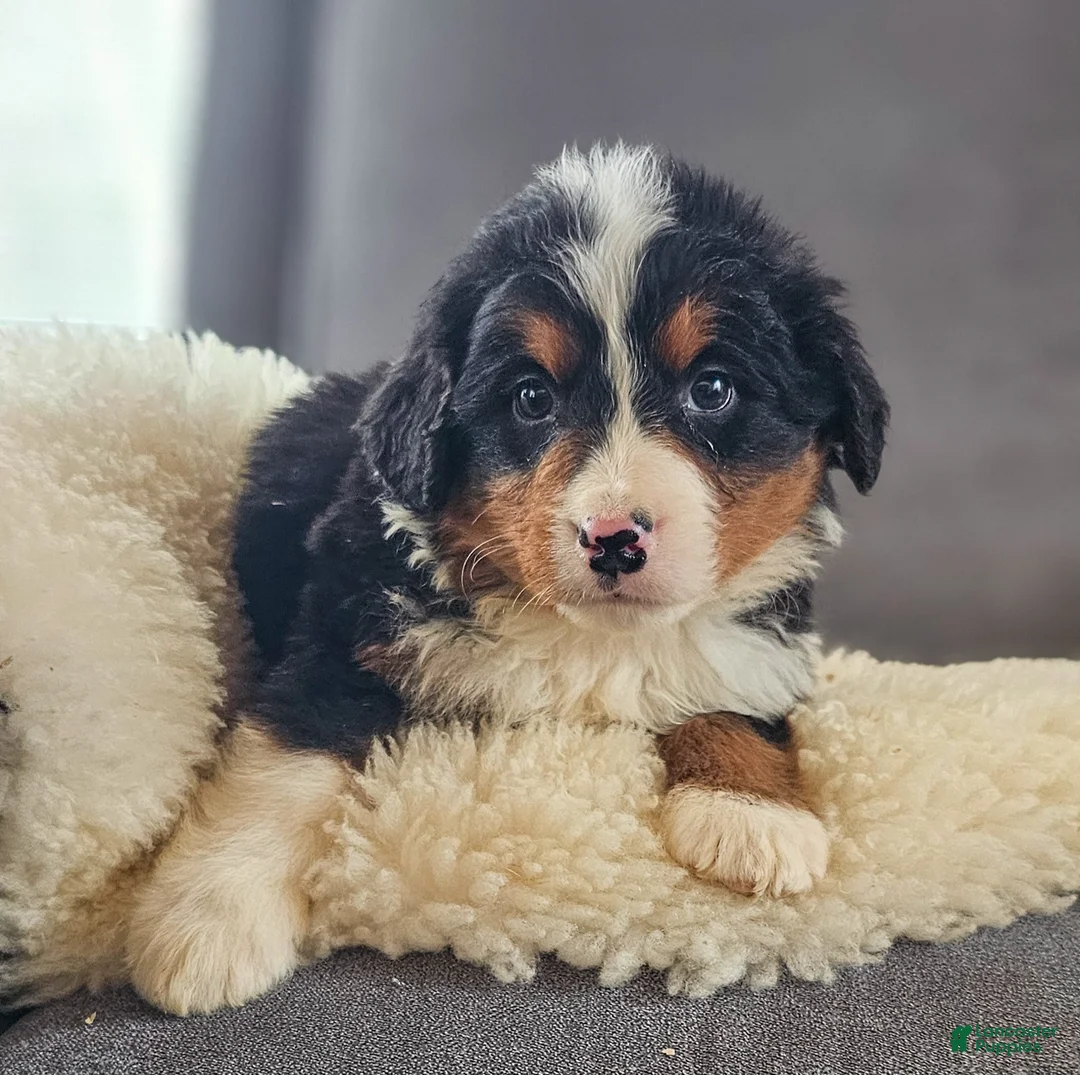 Bernedoodle dogs for sale: Buck - Ad 5