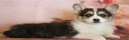 Welsh Corgi Pembroke dogs for sale: Cosmo - Ad 3