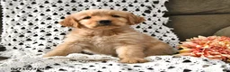 Goldendoodle dogs for sale: Caramel - Ad 14