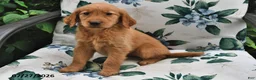 Golden Retriever dogs for sale: Jewel - Ad 3
