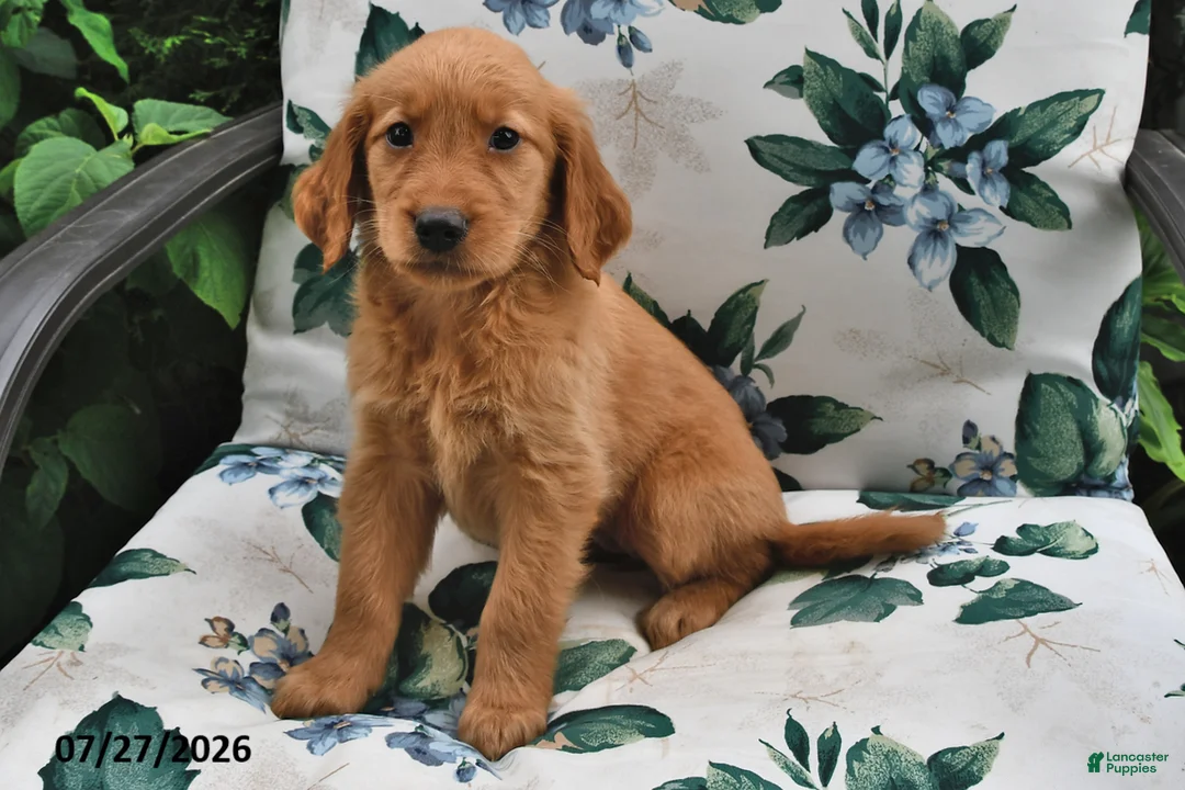 Golden Retriever dogs for sale: Jewel - Ad 3