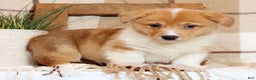 Welsh Corgi Pembroke dogs for sale: Conner - Ad 4