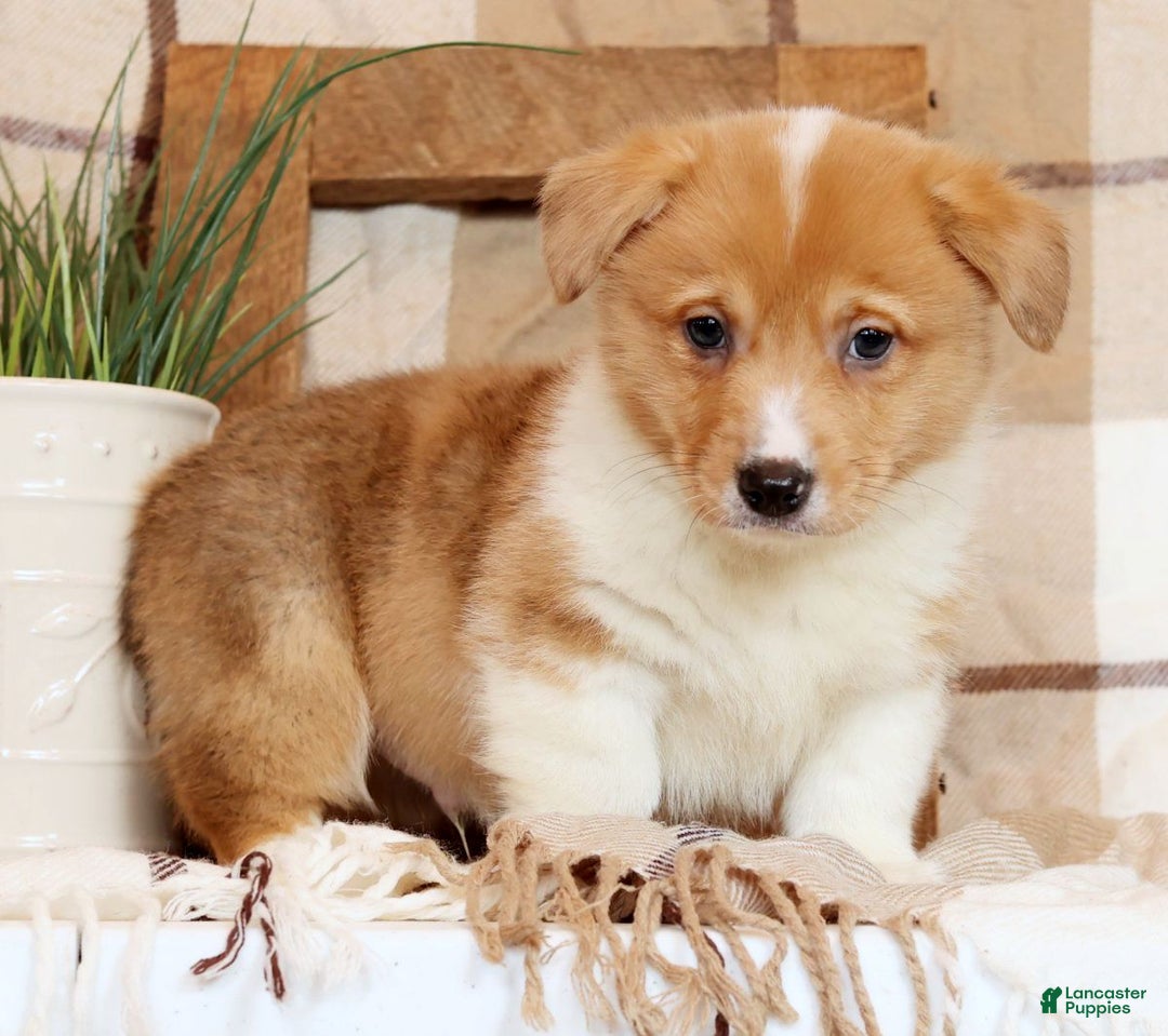 Welsh Corgi Pembroke dogs for sale: Conner - Ad 4