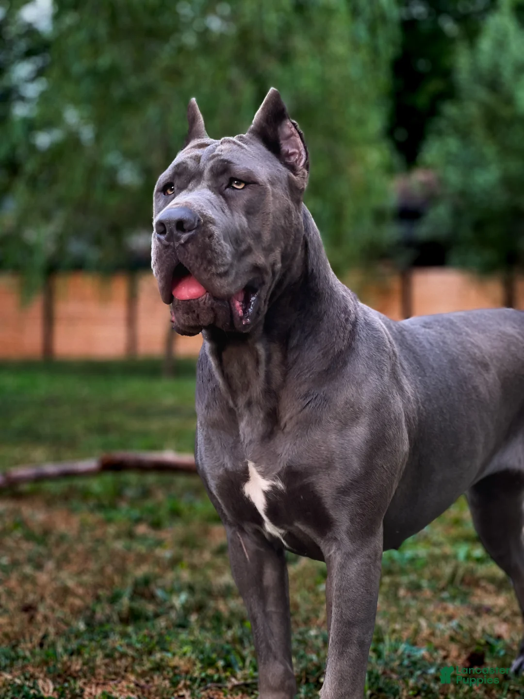 Mixed Breed dogs for sale: Grey Collar Male - Ad 14