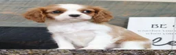 Cavalier King Charles Spaniel dogs for sale: Paula - Ad 2