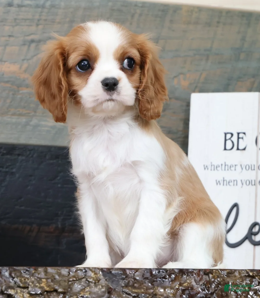 Cavalier King Charles Spaniel dogs for sale: Paula - Ad 2