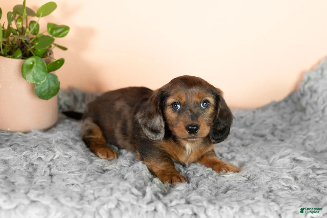 Miniature Dachshund dogs for sale: Bella  - Ad 2