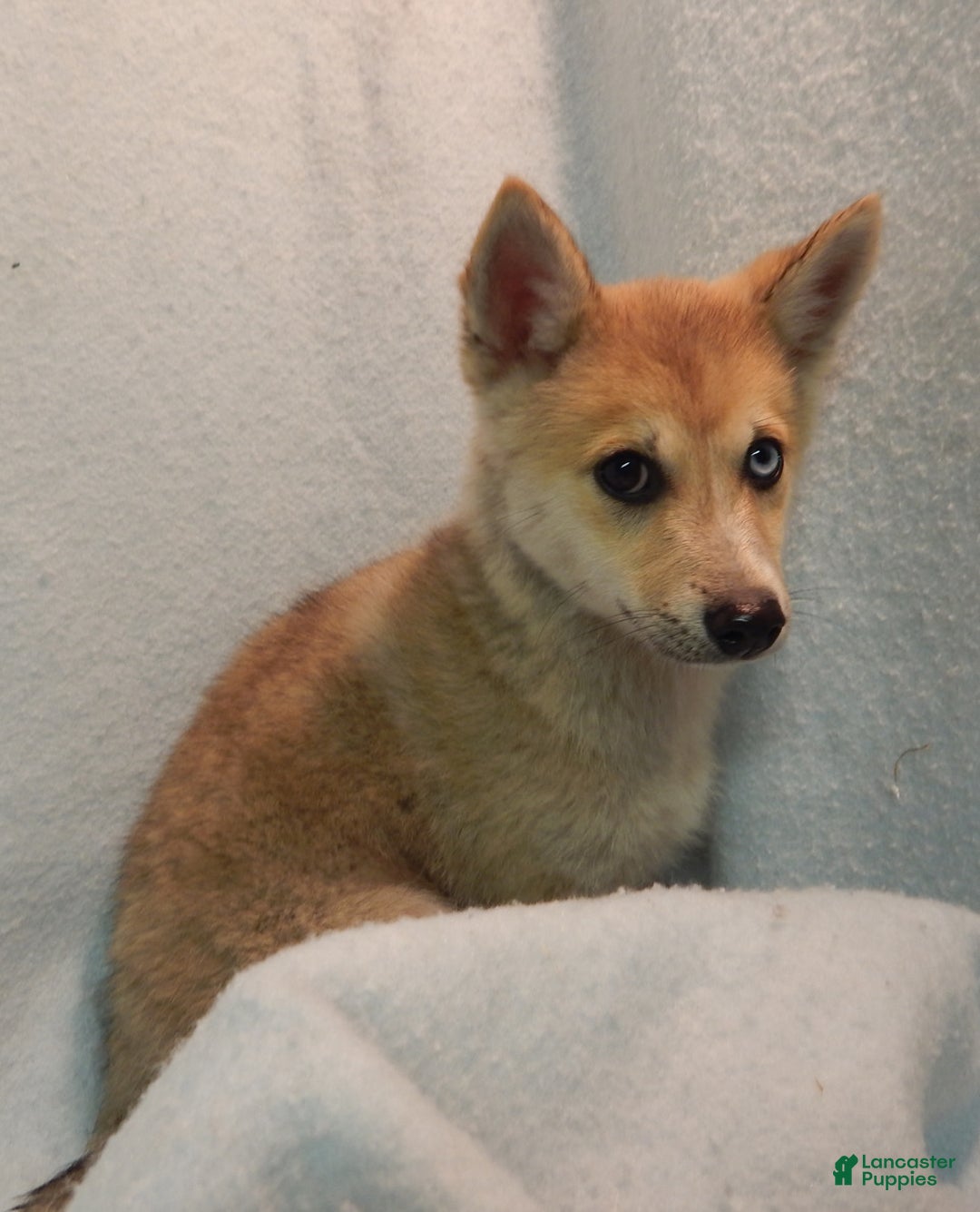 Pomsky dogs for sale: Jack - Ad 2