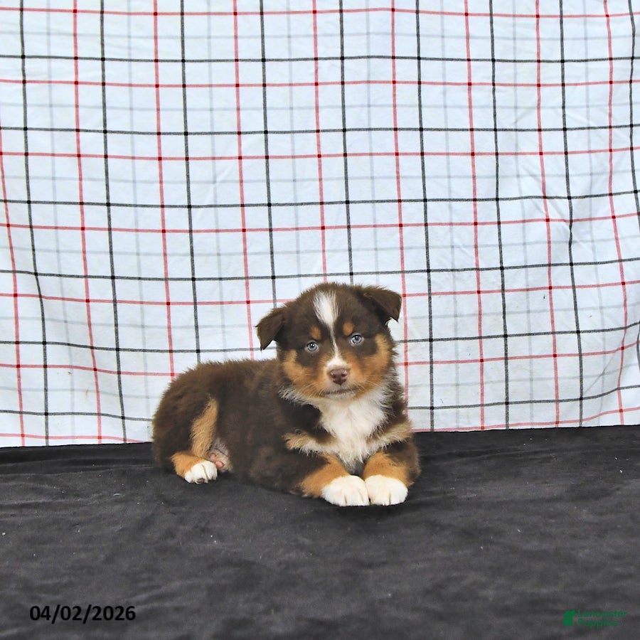 Australian Shepherd dogs Paisley - Ad 1