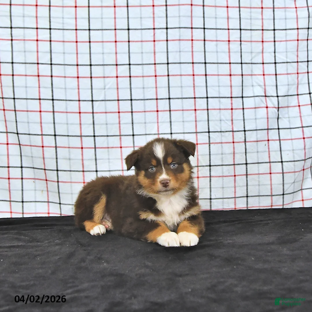 Australian Shepherd dogs for sale: Paisley - Ad 1