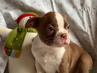 Boston Terrier dogs Milo - Ad 4