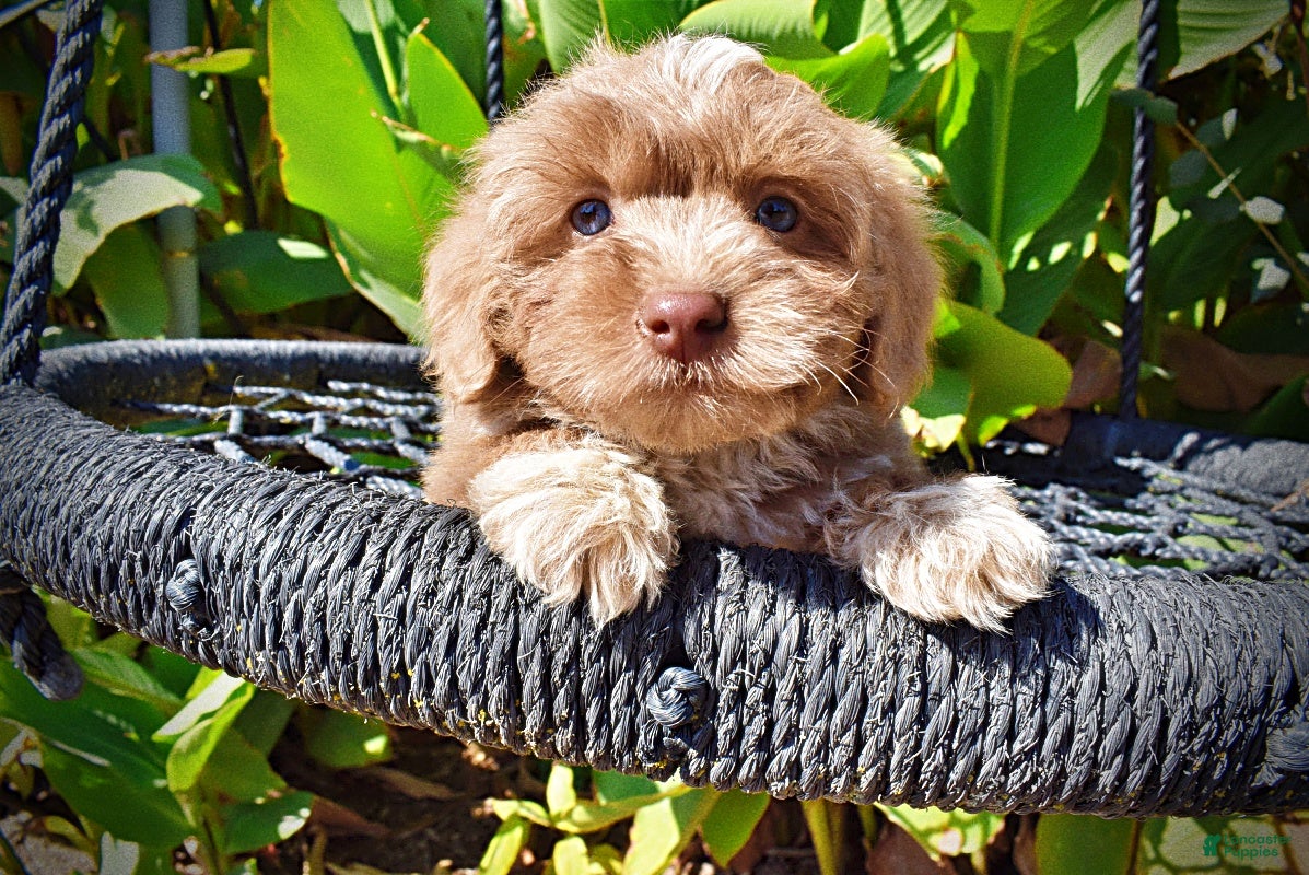 Havapoo dogs Oscar - Ad 2