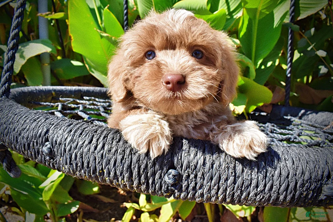 Havapoo dogs for sale: Oscar - Ad 2
