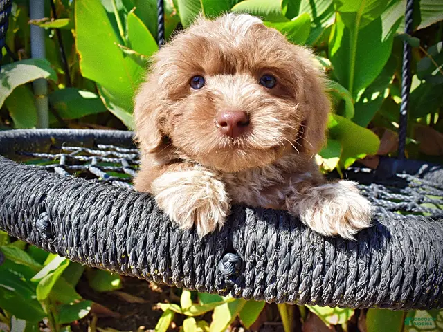Havapoo dogs Oscar - Ad 2