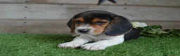 Beagle dogs for sale: Hunter - Ad 2