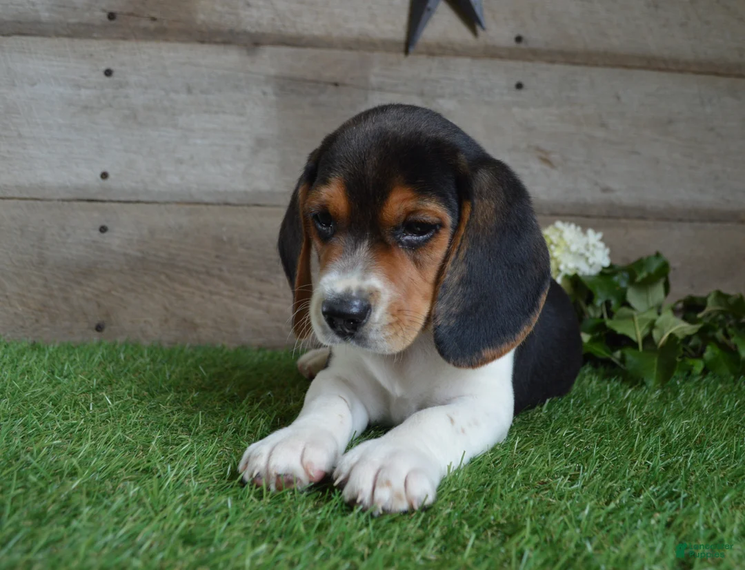 Beagle dogs for sale: Hunter - Ad 2