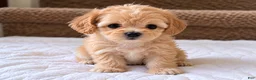 Maltipoo dogs for sale: Meet Coco — Adorable Maltipoo Puppy - Ad 13