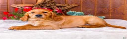 Golden Retriever dogs for sale: Rose - Ad 6