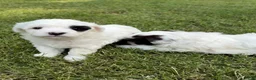 Havapoo dogs for sale: Havapoo 2 - Ad 3