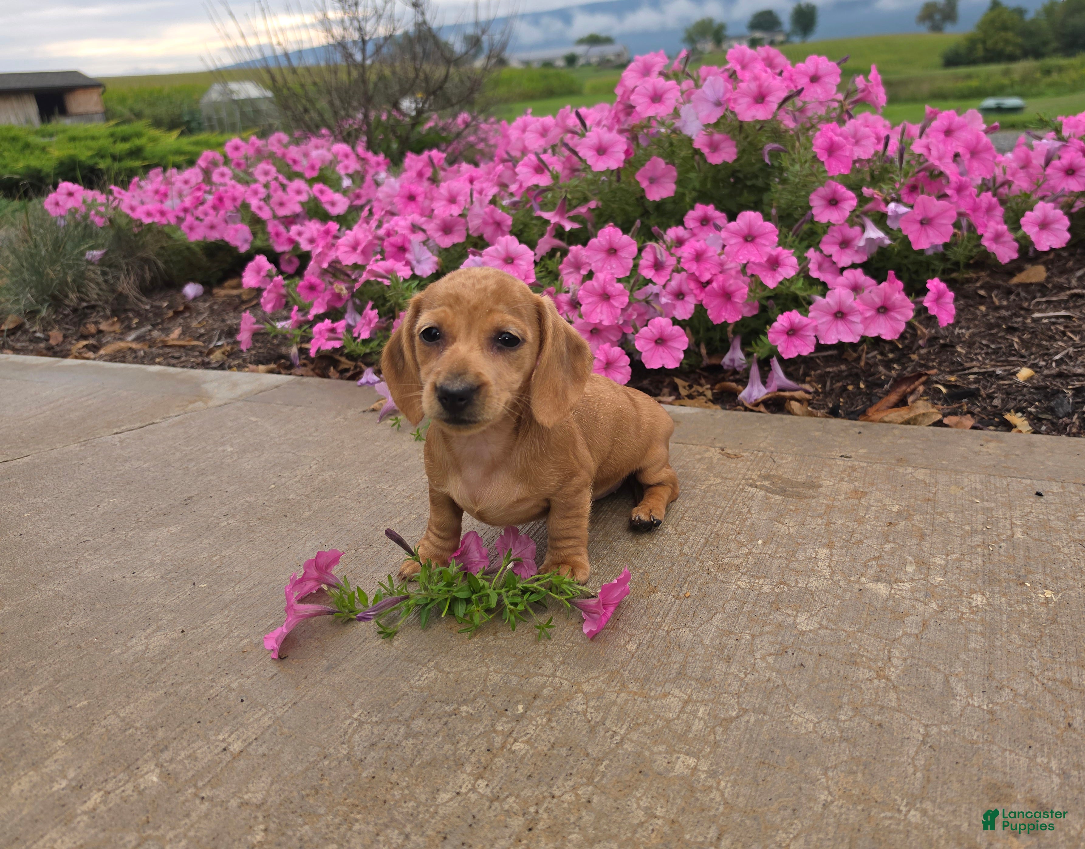 Miniature Dachshund dogs Holly - Ad 1