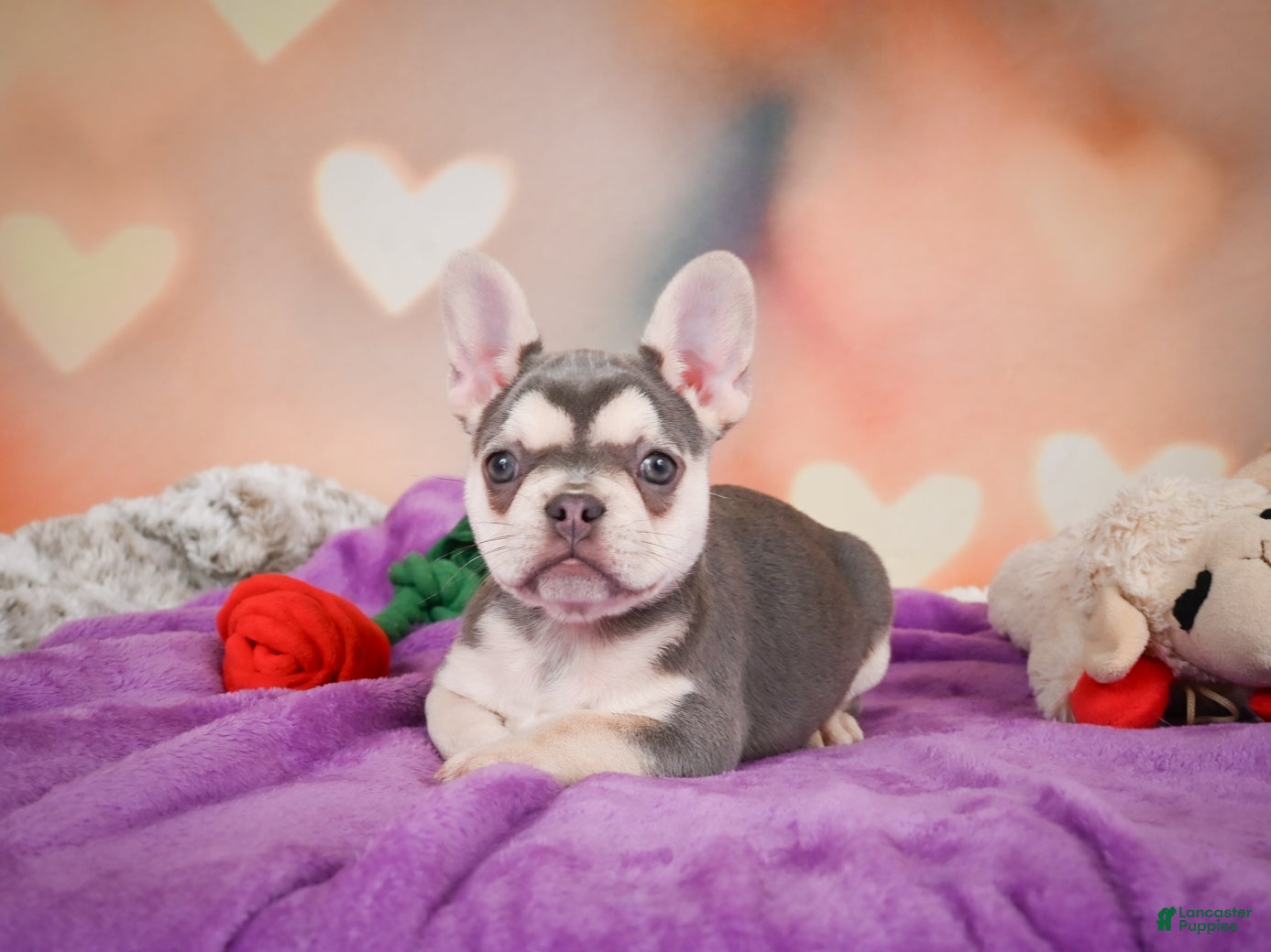 French Bulldog dogs Sandra - Ad 2