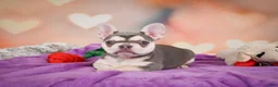 French Bulldog dogs for sale: Sandra - Ad 2