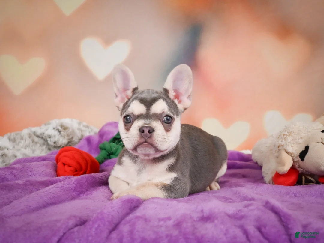 French Bulldog dogs for sale: Sandra - Ad 2