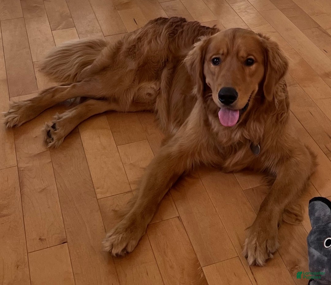 Golden Retriever dogs for stud: Golden Rays - Ad 2