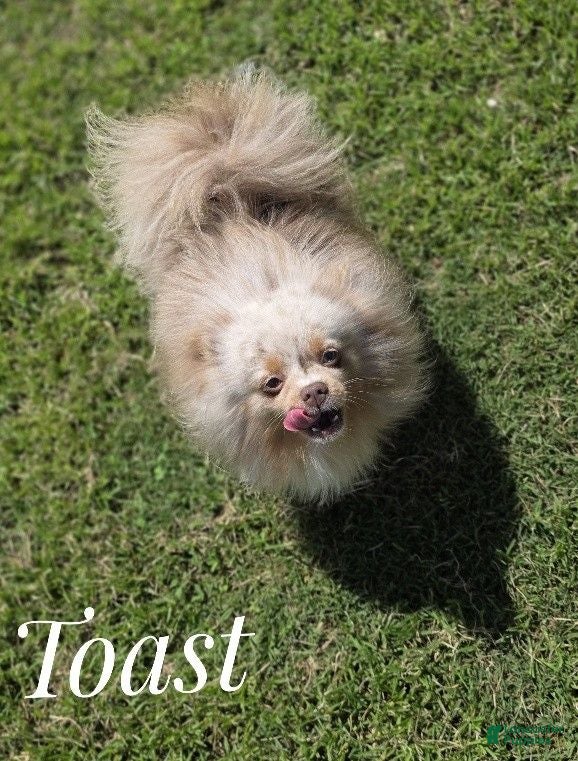 Pomeranian dogs Toast - Lavender Merle - Ad 1