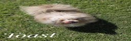 Pomeranian dogs for sale: Toast - Lavender Merle - Ad 4