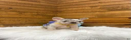 French Bulldog dogs for sale: Leo - Ad 3