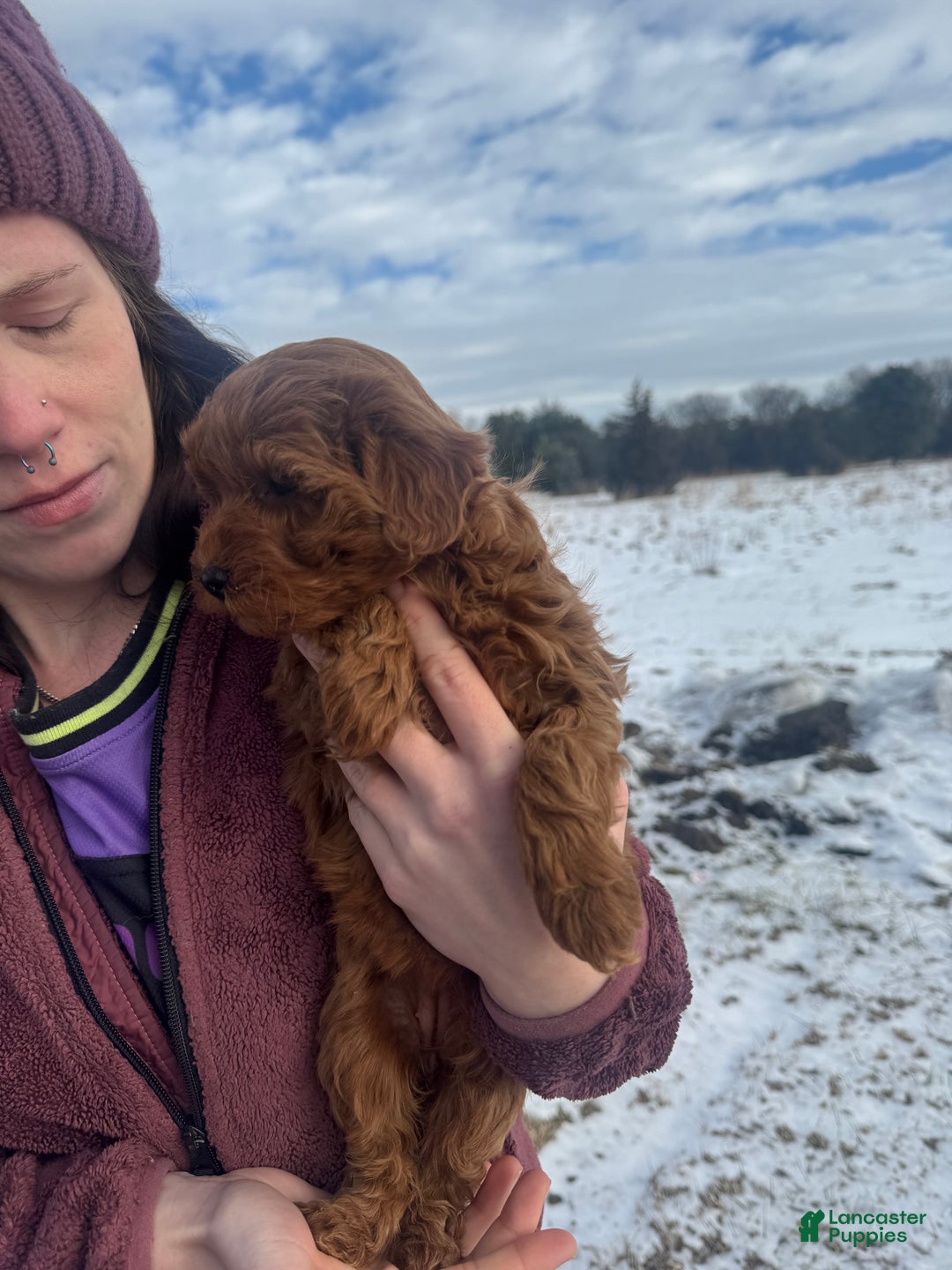 Mini Goldendoodle dogs for sale: Mini Goldendoodle Puppy 4 - Ad 2