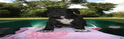 Mixed Breed dogs for sale: Emerald - Ad 3