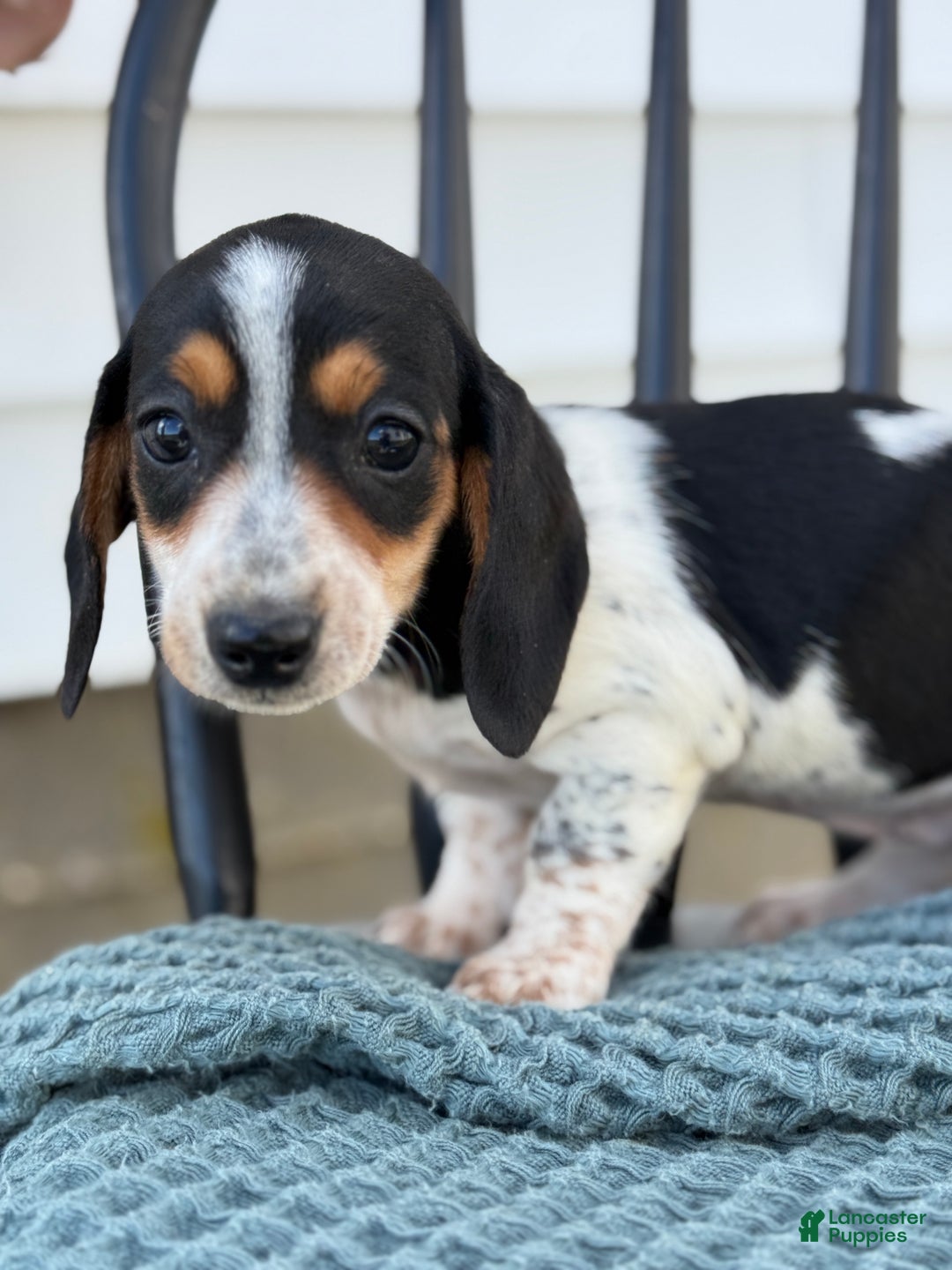 Miniature Dachshund dogs for sale: Tessie - Ad 9